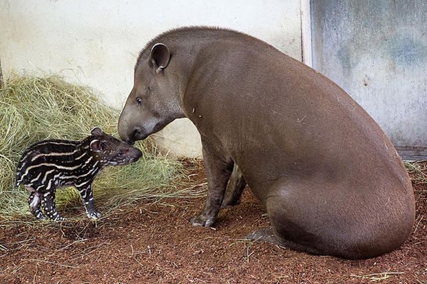 Tapir 14 Terrific Facts About Tapirs Mental Floss