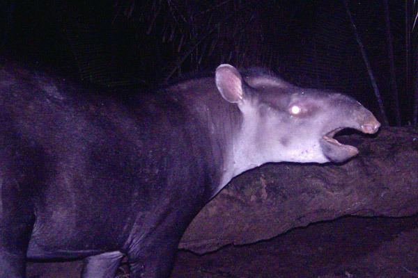 Tapirus kabomani New tapir Scientists dispute biological discovery of the century