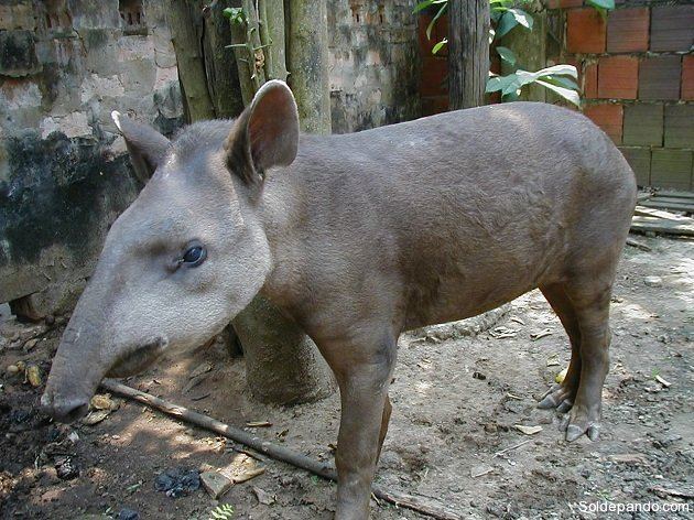 Tapirus kabomani Kabomani tapir Tapirus kabomani Google Search Tapir Pinterest