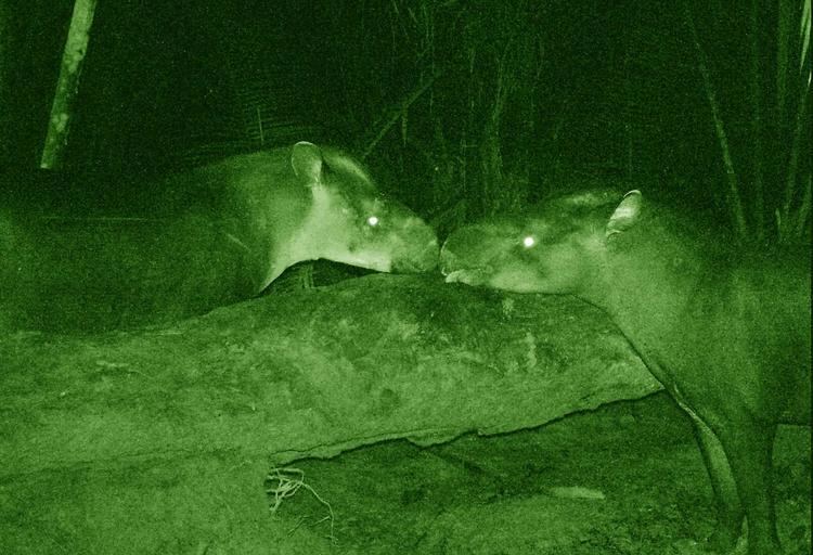 Tapirus kabomani Tapirus kabomani New Species of Tapir Discovered for First Time in