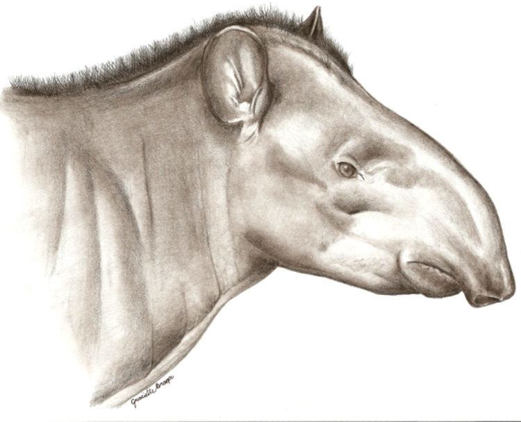 Tapirus kabomani cdnscinewscomimagesenlargeimage16251eTapi