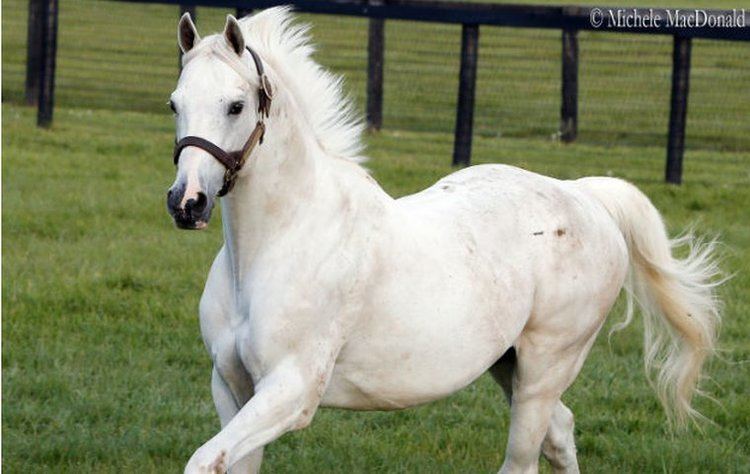 Tapit Take a peek into the daily routine of 39the incredible Tapit