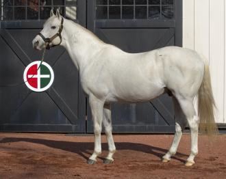 Tapit Sires of the 2016 Kentucky Derby Tapit Daily Racing Form