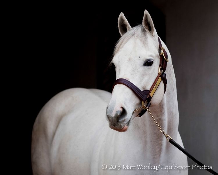 Tapit Sale of Tapit Share Values Stallion at 140 Million Horse Racing