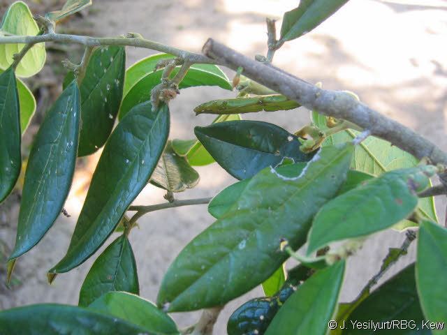 Tapura Tapura amazonica Poepp amp Endl Dichapetalaceae Neotropical plant