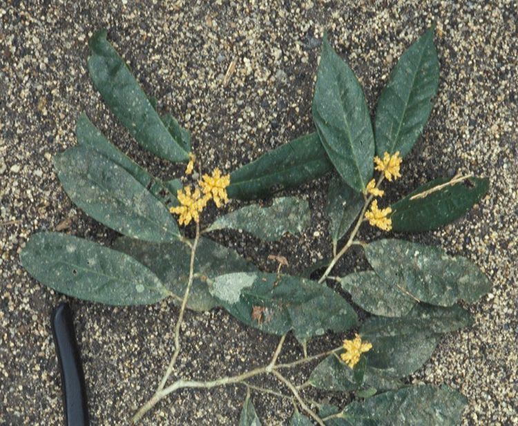 Tapura Tapura peruviana Dichapetalaceae image 4366 at PlantSystematicsorg