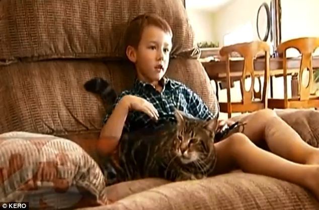 Tara (cat) Tara the cat saves boy from dog in dramatic video Daily Mail Online