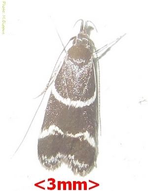Taragmarcha borbonensis