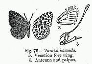 Taraka (butterfly) httpsuploadwikimediaorgwikipediacommonsthu