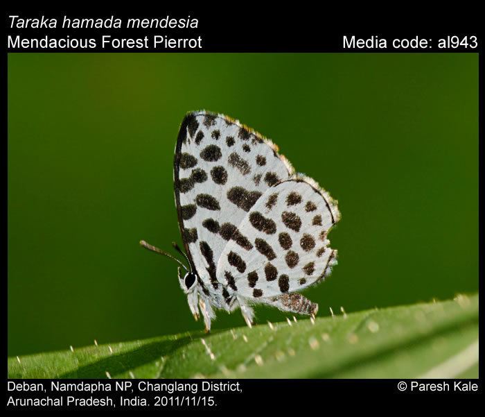 Taraka hamada Taraka hamada Forest Pierrot Butterflies of India
