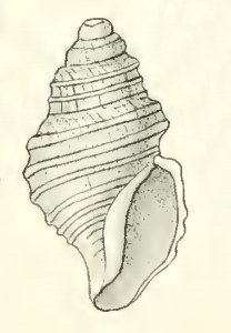 Taranis (gastropod)