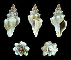 Tarantinaea lignarius httpsuploadwikimediaorgwikipediacommonsthu