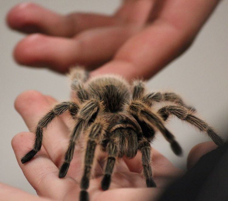 Tarantula yourshotnationalgeographiccomussfQYSUbVftsT7