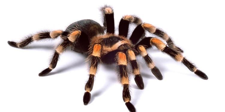 Tarantula BBC Earth The truth about tarantulas not too big not too scary