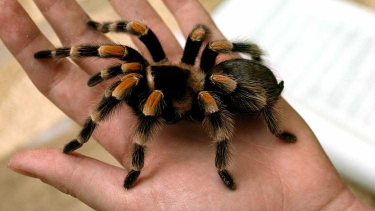 Tarantula tarantulacloseuphandjpg