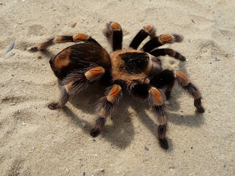 Tarantula Tarantula Wikipedia