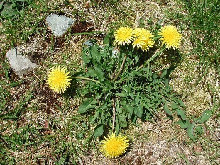 Taraxacum Dandelion Taraxacum Officinale Overview Health Benefits Side