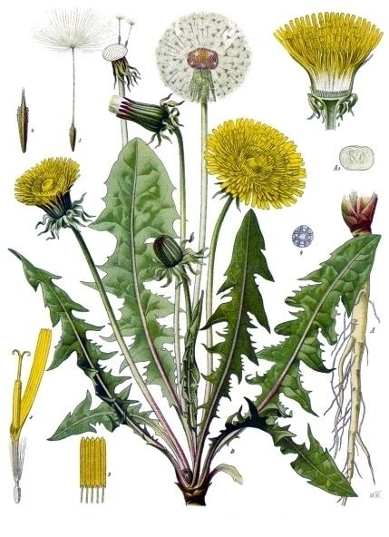 Taraxacum Taraxacum officinale Wikipedia