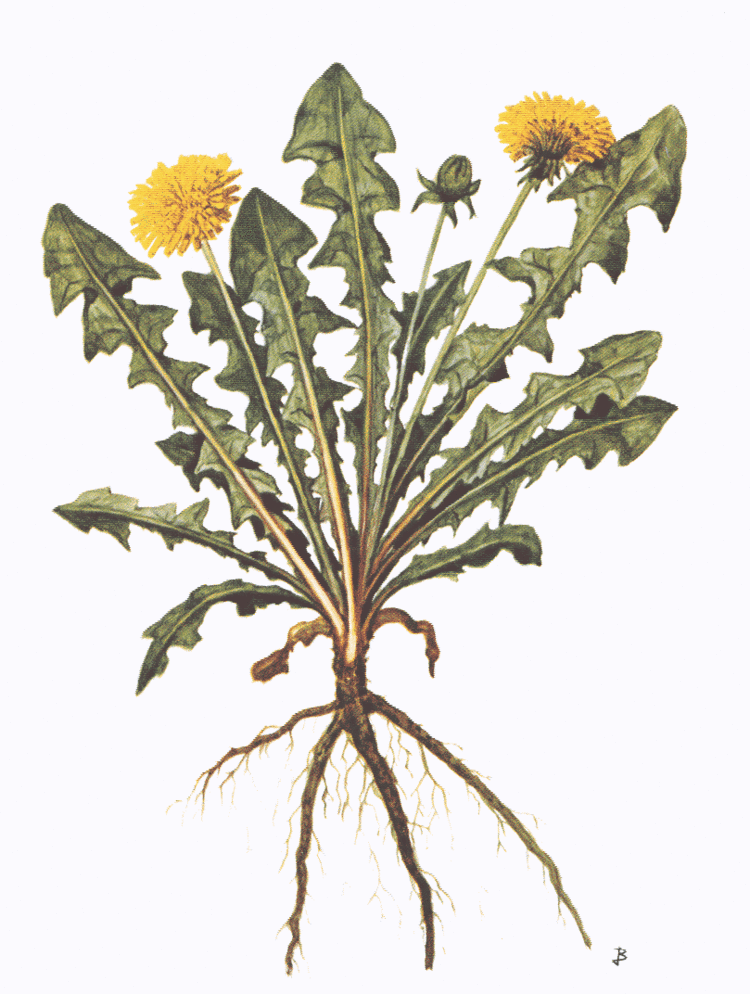 Taraxacum TARAXACUM A TextBook of Materia Medica By Pr Allen Corson