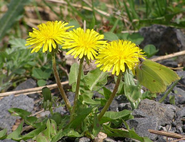 Taraxacum COMPOSITAE