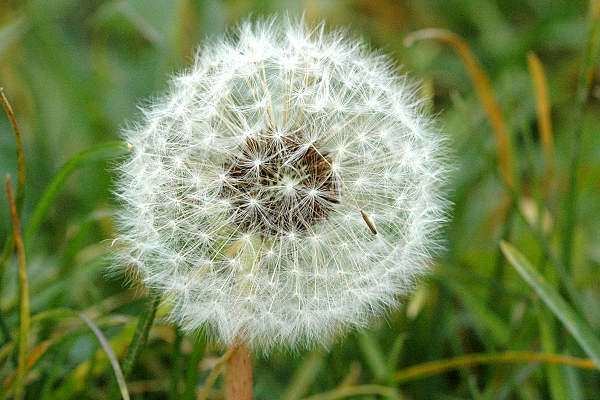 Taraxacum Taraxacum campylodes