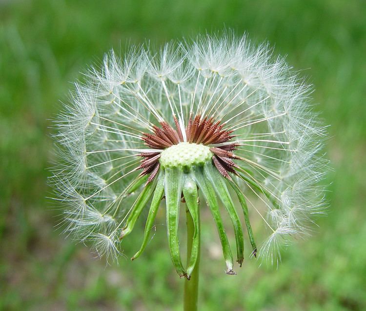 Taraxacum Genus Taraxacum dandelion Go Botany