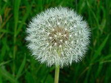 Taraxacum httpsuploadwikimediaorgwikipediacommonsthu