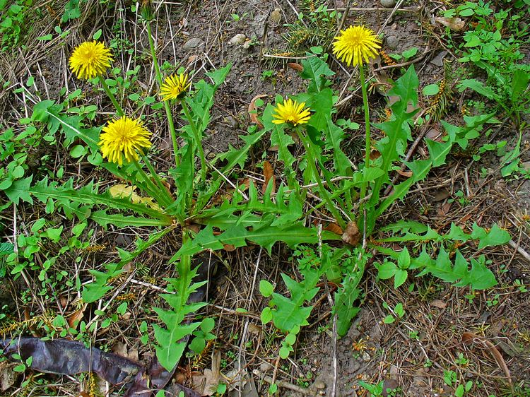 Taraxacum Taraxacum officinalecommon dandelionAsteraceae