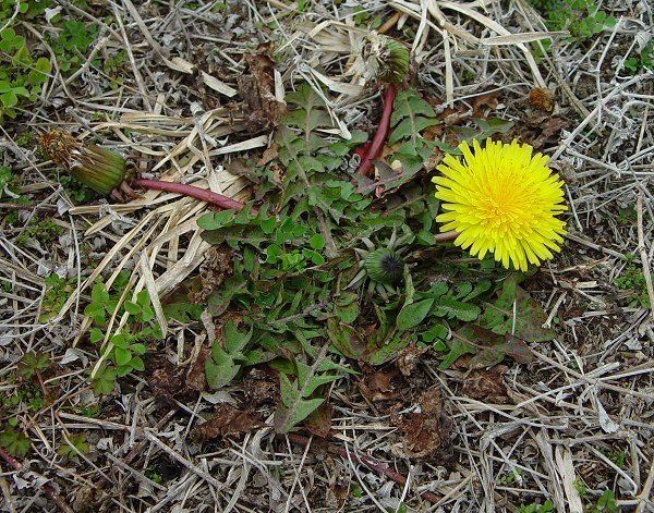 Taraxacum erythrospermum Taraxacum erythrospermum page