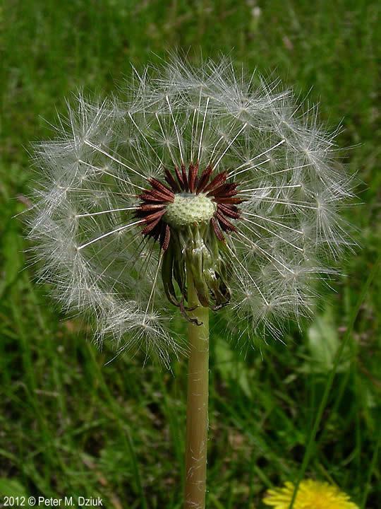 Taraxacum erythrospermum Taraxacum erythrospermum Redseeded Dandelion Minnesota Wildflowers