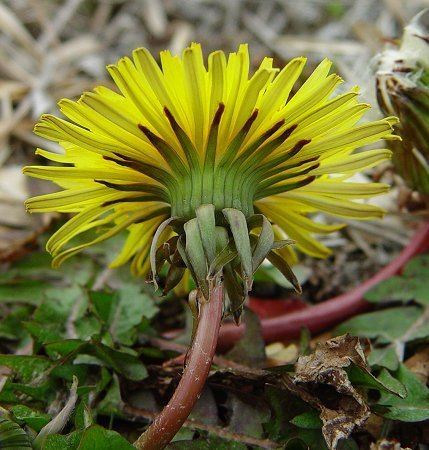 Taraxacum erythrospermum wwwmissouriplantscomYellowaltTaraxacumerythro