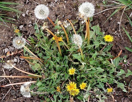 Taraxacum officinale Taraxacum officinale Common dandelion Ecoplexity