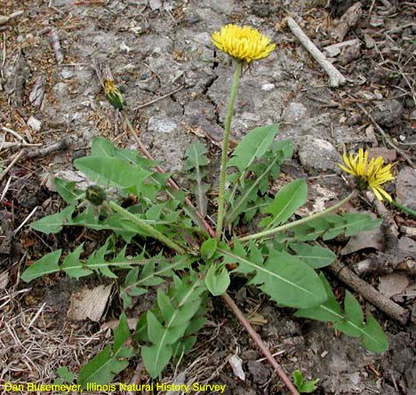 Taraxacum officinale Taraxacum officinale