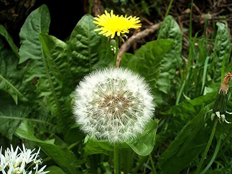 Taraxacum officinale Dandelion agg Taraxacum officinale agg NatureSpot