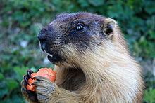 Tarbagan marmot httpsuploadwikimediaorgwikipediacommonsthu