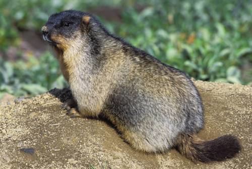 Tarbagan marmot MongolianManchurian Grassland by Raquel Herrera on Prezi