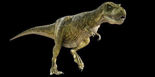 Tarbosaurus Tarbosaurus bataar Australian Museum