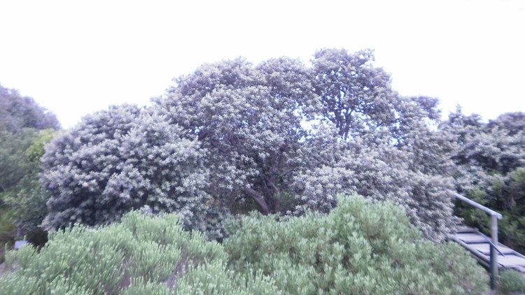 Tarchonanthus camphoratus Tarchonanthus camphoratus L Checklist View