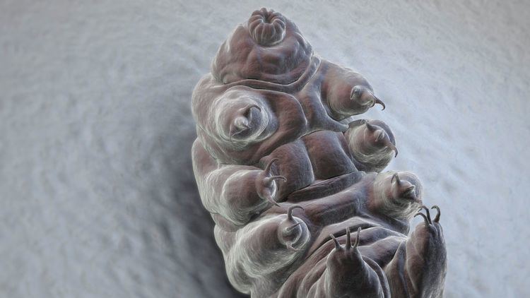 Tardigrade Tardigrades already impossible to kill also have foreign DNA