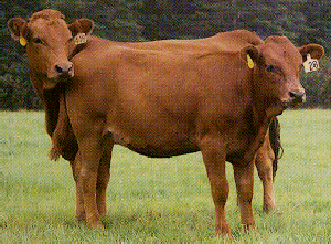 Tarentaise cattle Breeds of Livestock Tarentaise Cattle Breeds of Livestock