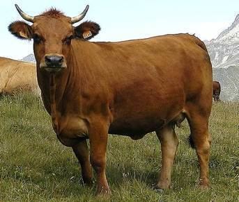 Tarentaise cattle cattleinternationalseriesweeblycomuploads165