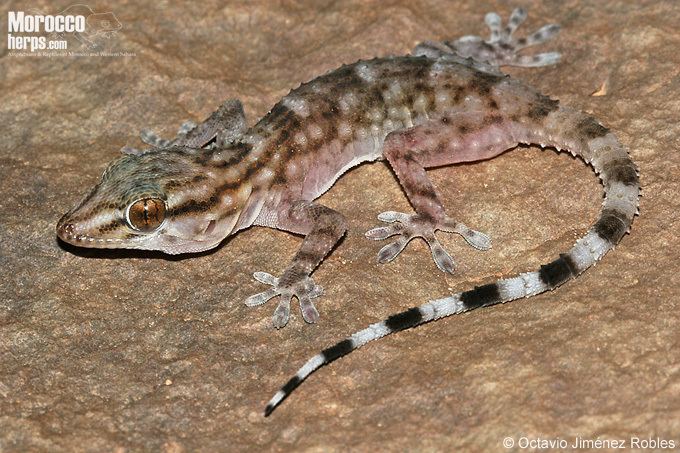 Tarentola Ficha de Tarentola boehmei Anfibios y Reptiles de Marruecos