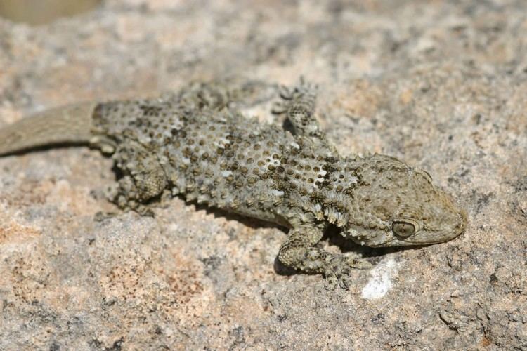 Tarentola mauritanica Moorish Wall Gecko Travel Guide for Island Crete Greece