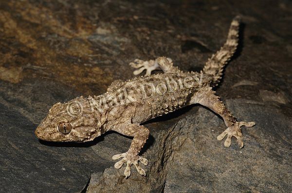 Tarentola mauritanica CalPhotos Tarentola mauritanica fascicularis Moorish Gecko