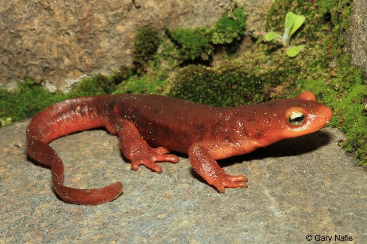 Taricha Identifying Species of Pacific Newts Genus Taricha