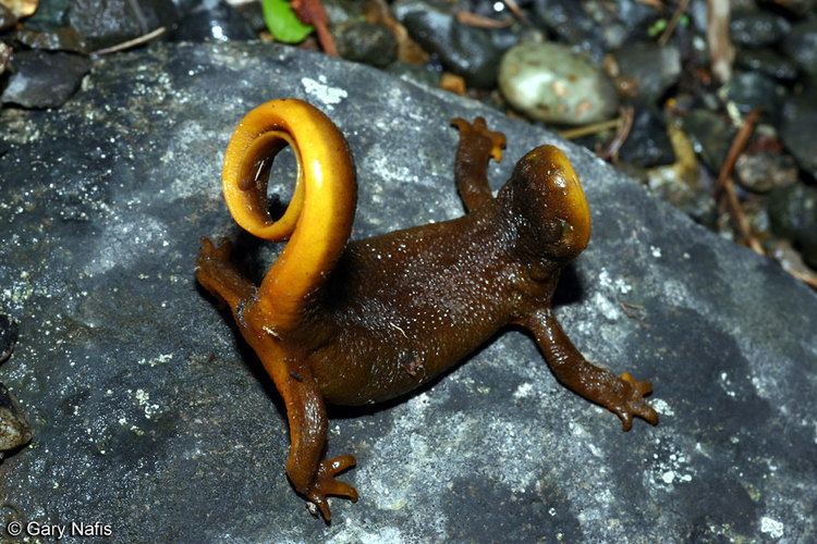 Taricha Roughskinned Newt Taricha granulosa