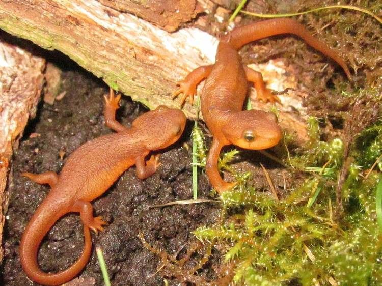 Taricha Taricha Granulosa Page 2 Caudataorg Newt and Salamander Forum