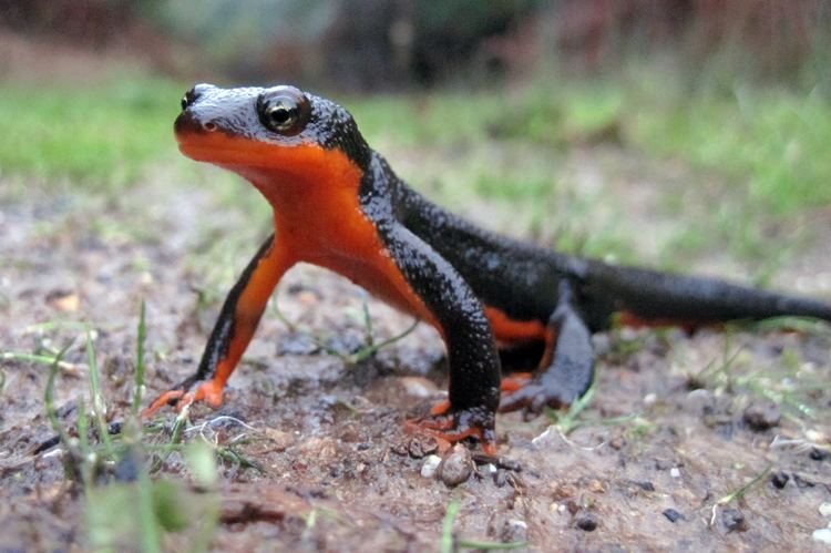 Taricha CalPhotos Taricha granulosa Roughskinned Newt