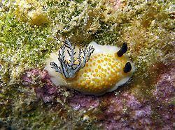 Taringa (gastropod) httpsuploadwikimediaorgwikipediacommonsthu