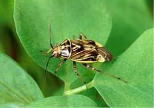 Tarnished plant bug Tarnished Plant Bug Plant Damage and Control